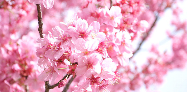 Tokyo si tinge di rosa e bianco