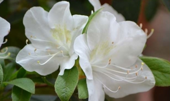 Mostra di Azalee e Rose d'Autore al Giardino degli Agrumi