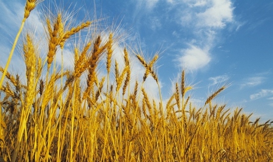 Festa del Grano 2015 a Casali di Faicchio